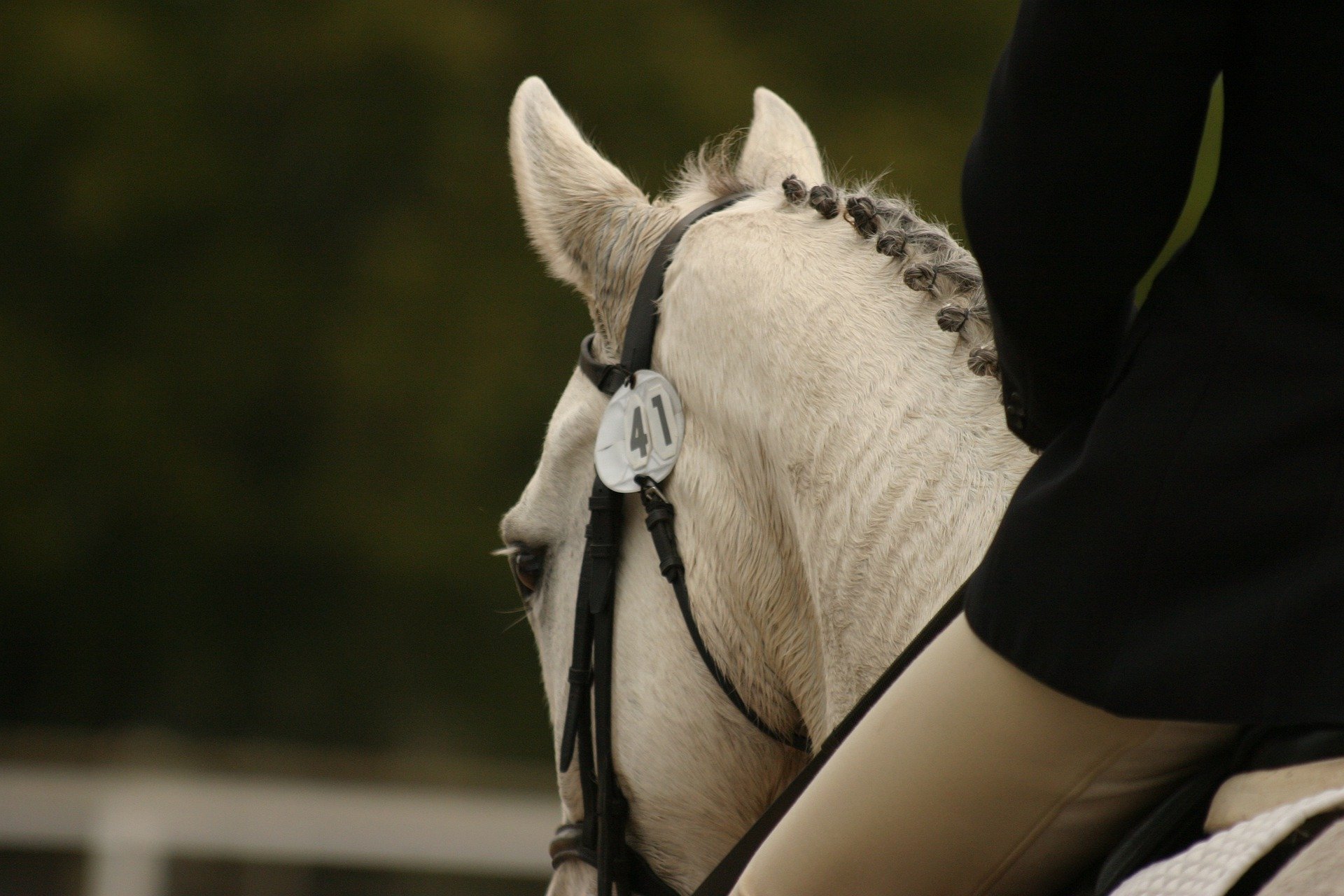 horse-g8432e5303_1920