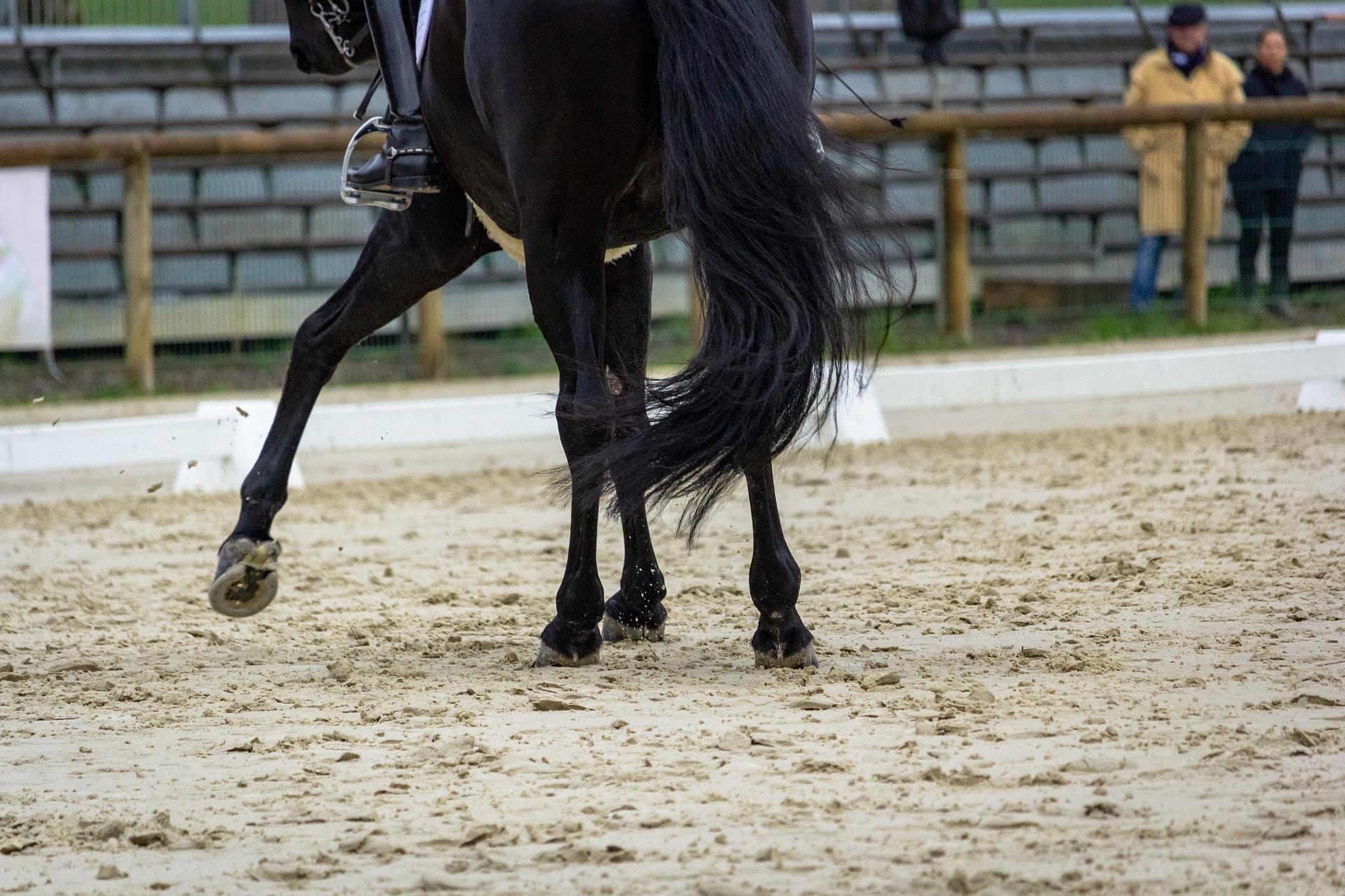 horse-ge0d547d55_1920