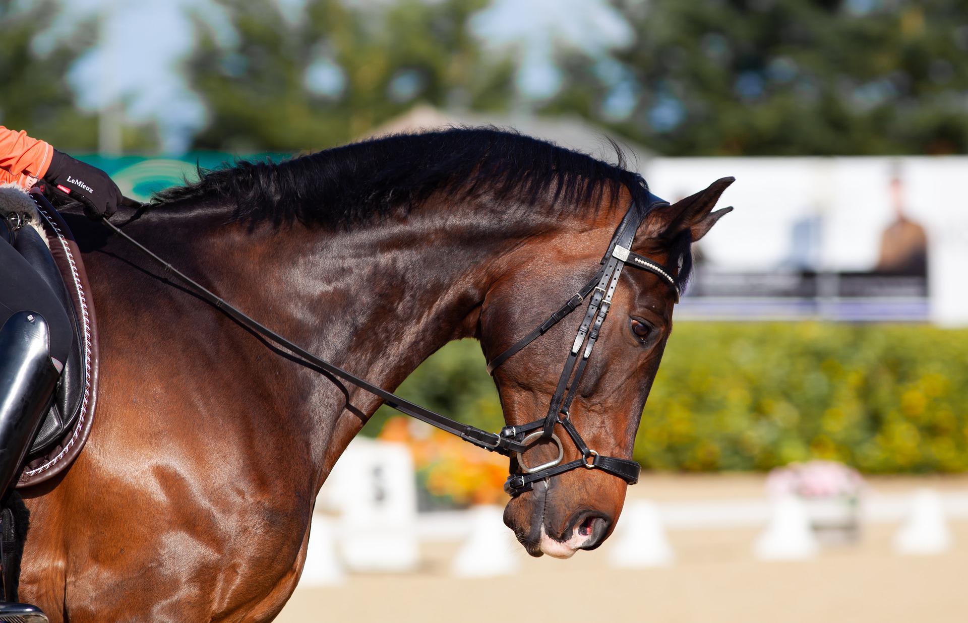 horse-gea31dc887_1920